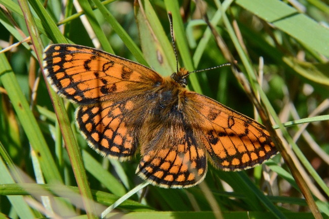 Melitaea varia? S